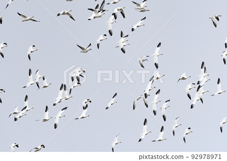 Flock of Hakugan 92978971