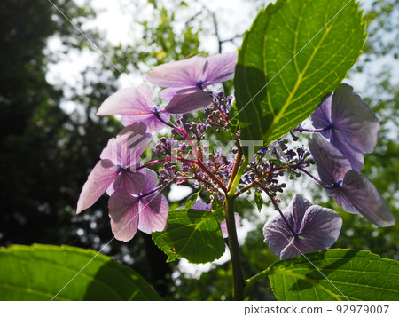 beautiful hydrangea closeup 92979007