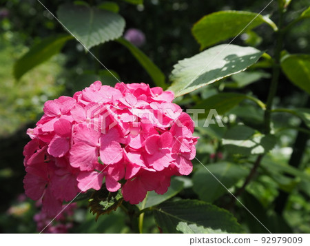 beautiful hydrangea closeup 92979009