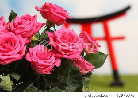 Pink Roses Close up With Torii Gate in Background Shallow DOF Pink Roses Close up With Torii Gate in Background Shallow DOF 92979376