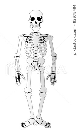 Skeleton on a white background, element of the Halloween holiday - Vector Skeleton on a white background, element of the Halloween holiday - Vector 92979494