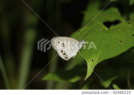 Ypthima argus 92980210