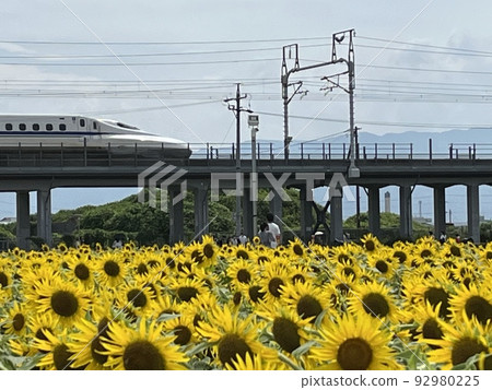 向日葵領域和高速火車 92980225