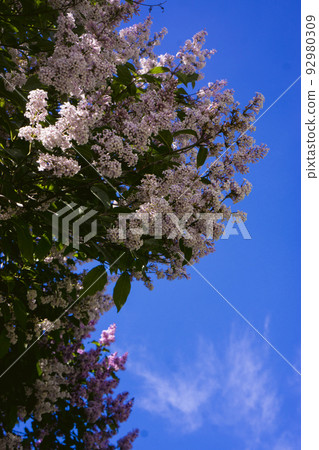 blossoming pink violet lilac against the sky 92980309