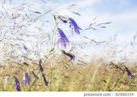 Lilac bells in the field, against the background of the rotten grass Lilac bells in the field, against the background of the rotten grass 92980334