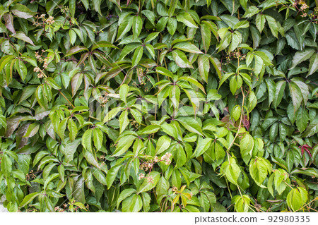Parthenocissus quinquefolia, known as Virginia creeper, Victoria creeper, five-leaved ivy. Green foliage. Natural background. 92980335
