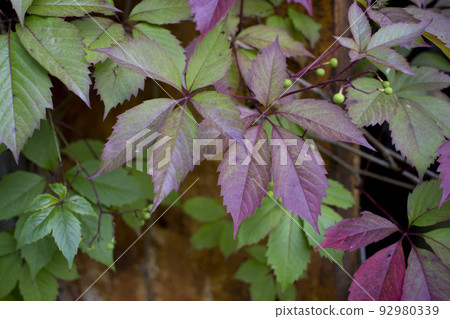 Parthenocissus quinquefolia, known as Virginia creeper, Victoria creeper, five-leaved ivy. Green foliage. Natural background. Parthenocissus quinquefolia, known as Virginia creeper, Victoria creeper, five-leaved ivy. Green foliage. Natural background. 92980339