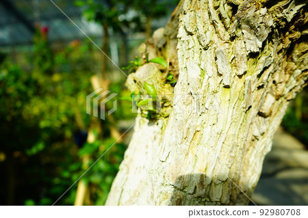 Wooden surface Wooden surface 92980708