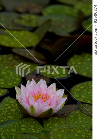 Water lilies on rainy days 92980874