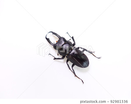 Stag beetle 92981336
