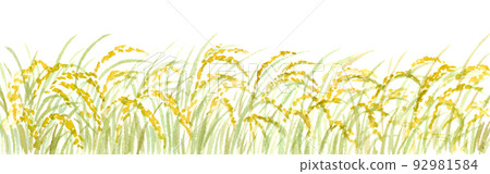 Ear of rice drawn with transparent watercolor 92981584