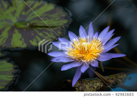 美麗的非本地睡蓮 92981683