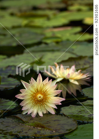 美麗的非本地睡蓮 92981686