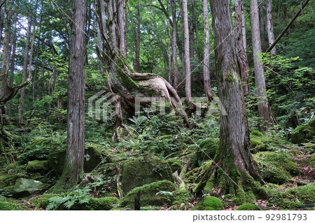 前往蓼科大瀧途中的原始森林 前往蓼科大瀧途中的原始森林 92981793
