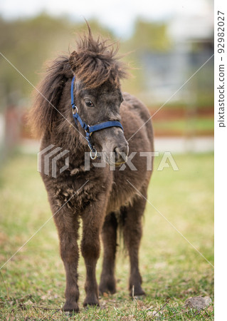 Picture of Adorable brown Shetland pony foal. Cute young animal. 92982027