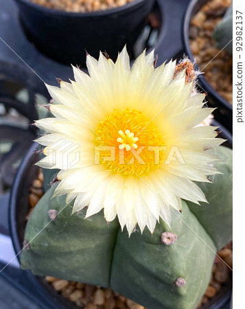 Closeup Astrophythum myriostigma cactus flower cultivating in the nursery Closeup Astrophythum myriostigma cactus flower cultivating in the nursery 92982137