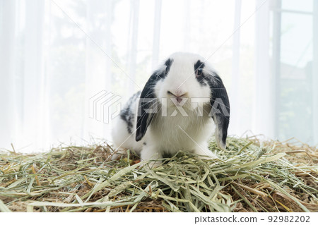 Lovely furry hare baby rabbit Holland lop looking at something sitting on dry straw grass over white Lovely furry hare baby rabbit Holland lop looking at something sitting on dry straw grass over white 92982202