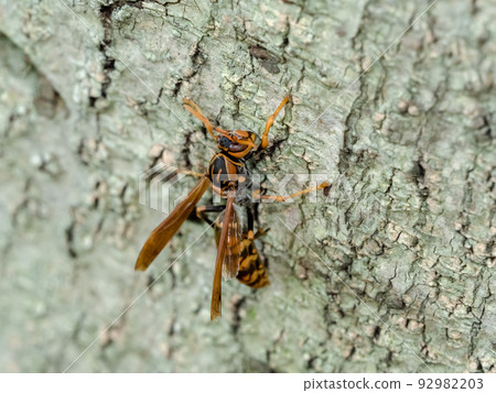 Polistes jokahamae Polistes jokahamae 92982203
