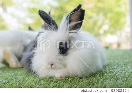 Fluffy rabbit easter bunny sitting green grass over spring summer background. Infant dwarf bunny  92982334