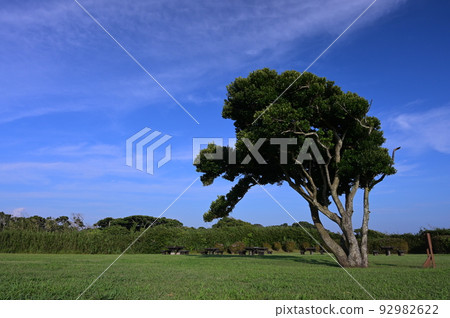 A tree standing on a hill at sunset A tree standing on a hill at sunset 92982622