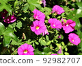 Pink Petunia, Detail 92982707