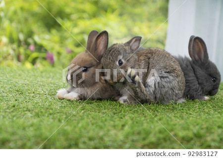 Cuddly furry rabbit bunny sitting and playful together on green grass over natural background. 92983127