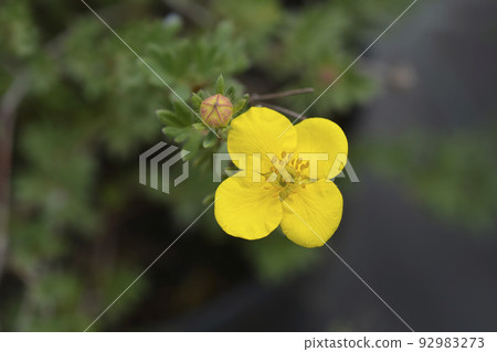 Shrubby cinquefoil Sommerflor 92983273