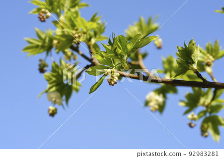 European bladdernut European bladdernut 92983281