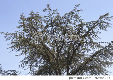 Blue atlas cedar Blue atlas cedar 92983283