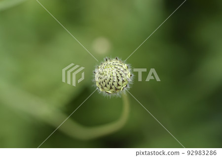 Giant scabious Giant scabious 92983286
