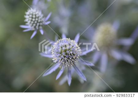 Sea Holly Blue Hobbit 92983317