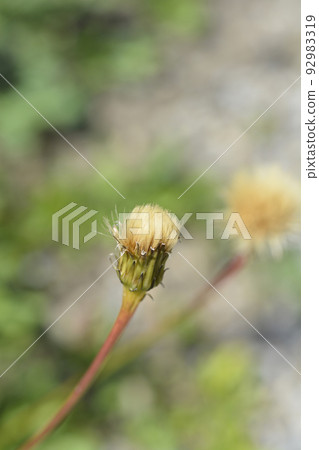 Greater hawkbit Greater hawkbit 92983319