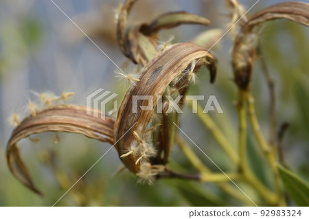 Common oleander Common oleander 92983324