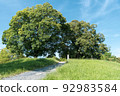 Kyoto, Heiankyo, Saiji Temple Ruins 92983584