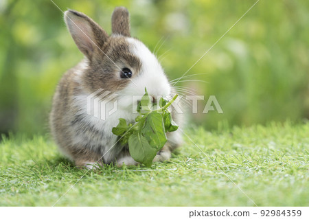 Adorable baby rabbit bunny eating vegetable sitting on green grass spring time over bokeh nature 92984359