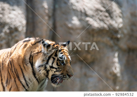 Cool tiger 92984532