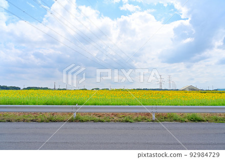 從埼玉縣芝山沼澤白岡市看到的向日葵田 92984729