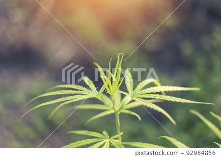 Green Marijuana tree cannabis plant narcotic herbal in greenhouse. Hemp leaf made cannabis crude oil medicine farm on sun light. CBC, THC herb agriculture Weed leaf Drug, medicine healthcare concept Green Marijuana tree cannabis plant narcotic herbal in greenhouse. Hemp leaf made cannabis crude oil medicine farm on sun light. CBC, THC herb agriculture Weed leaf Drug, medicine healthcare concept 92984856