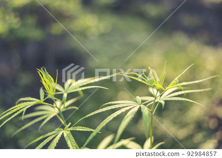 Green Marijuana tree cannabis plant narcotic herbal in greenhouse. Hemp leaf made cannabis crude oil at medicine farm. CBC, THC herb agriculture by Weed leaf Drug and medicine healthcare concept Green Marijuana tree cannabis plant narcotic herbal in greenhouse. Hemp leaf made cannabis crude oil at medicine farm. CBC, THC herb agriculture by Weed leaf Drug and medicine healthcare concept 92984857
