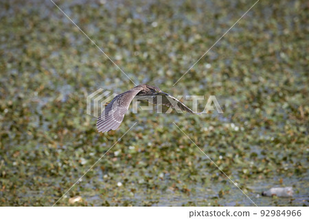 飛夜鷺 / 幼年夜鷺 / Nitching 膜 92984966