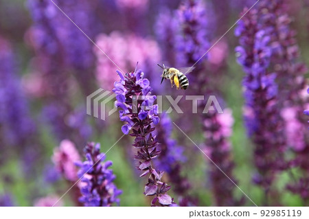 bee bee 92985119