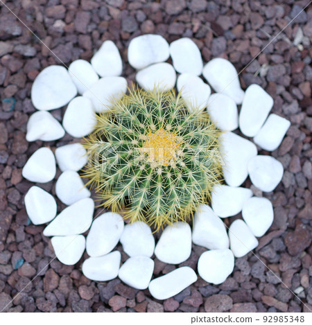 Beautiful little cactus grows in flower bed 92985348