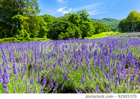 Lavender scented in the wind 92985370