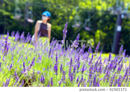 Lavender and tourists 92985371