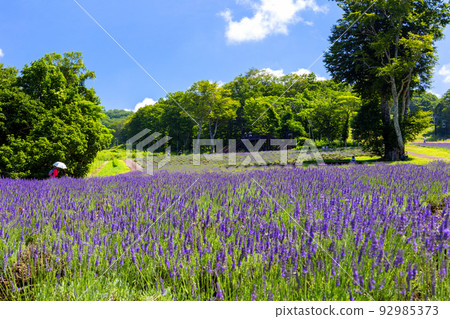 Fresh green and lavender 92985373