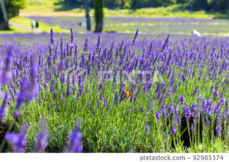 Butterfly and lavender 92985374