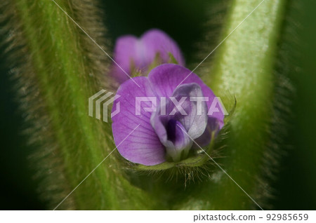 Black soybean (Tamba black) flower close-up macro early August Black soybean (Tamba black) flower close-up macro early August 92985659