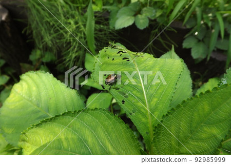 日本甲蟲在葉子上 92985999