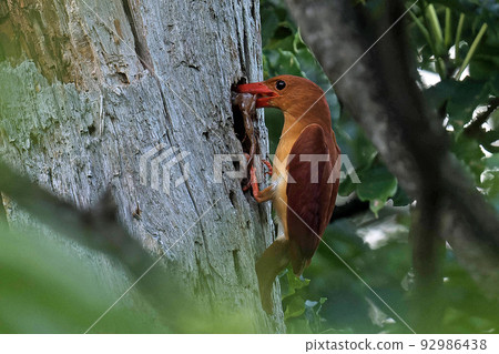 Red-billed Kingfisher that brought food frogs to its chicks in its burrow 92986438