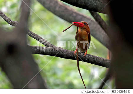 A red kingfisher carrying a snake to feed its chicks in its burrow 92986458